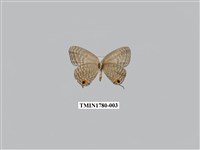 藏品(淡清雅波灰蝶)的圖片